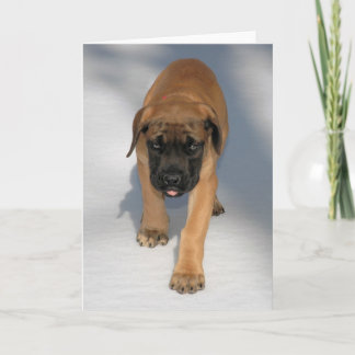 English Mastiff Puppy notecard