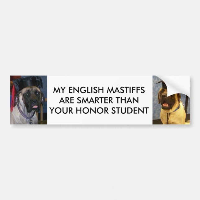 ENGLISH MASTIFFS ARE SMARTER BUMPER STICKER (Front)