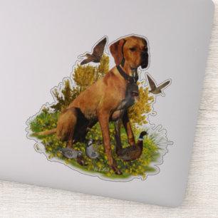 English pointer, bird hunting 
