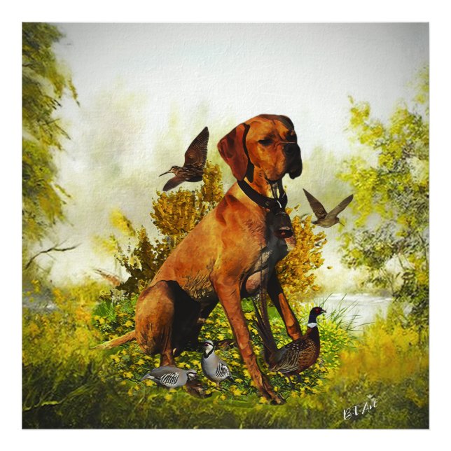 English pointer, bird hunting  photo print (Front)