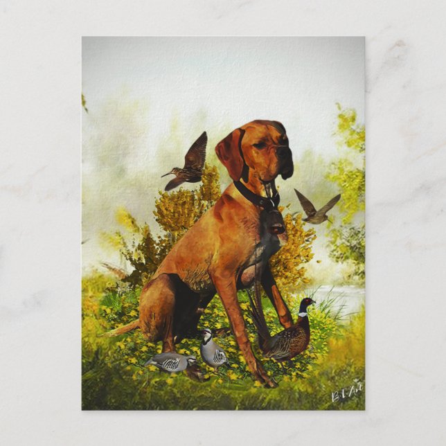 English pointer, bird hunting  postcard (Front)