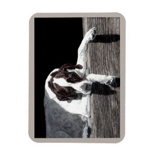 English Pointer Magnet - "Sophie"