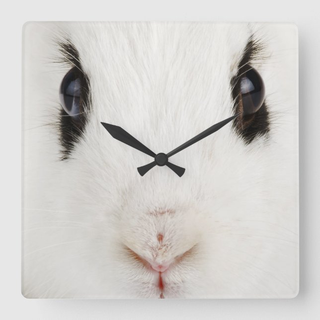 English rabbit (Oryctolagus cuniculus) Square Wall Clock (Front)
