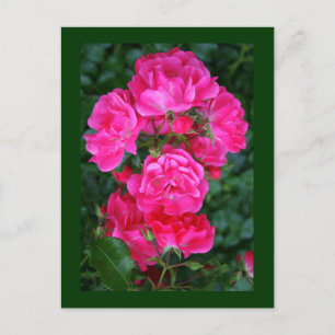 English Roses Postcard