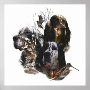English Setter , bird hunting Poster