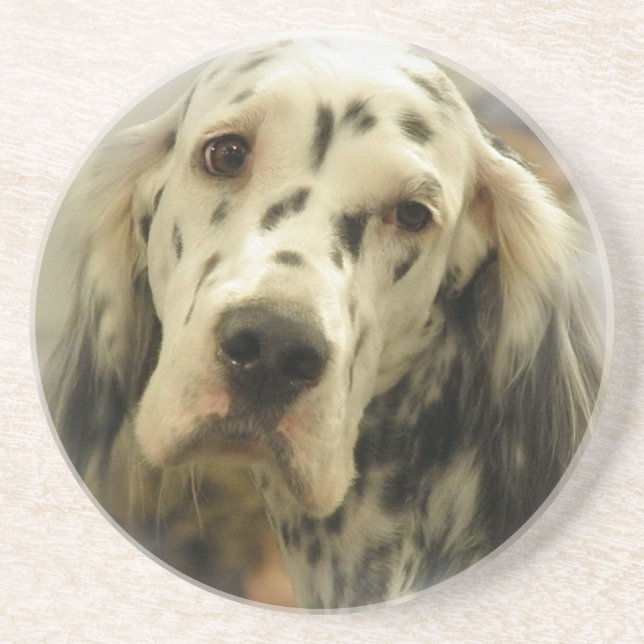 English Setter Dog Coasters (Front)