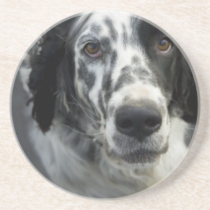 English Setter Dog Coasters