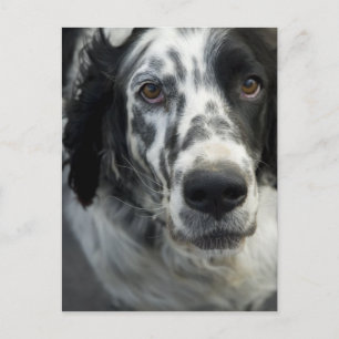 English Setter Dog Postcard
