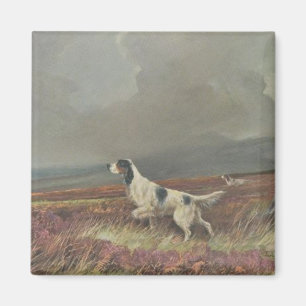 English Setter On Moorland Square Magnet