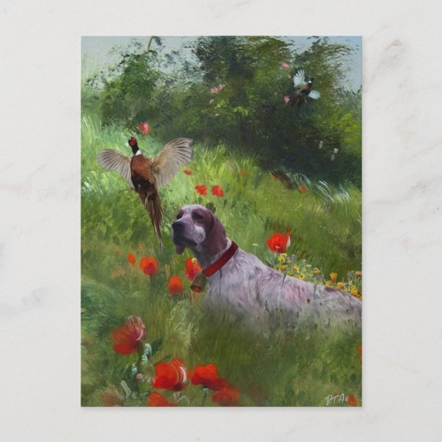 English Setter , Pheasant hunting  Postcard (Front)