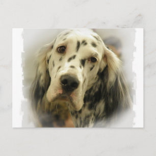 English Setter Postcard