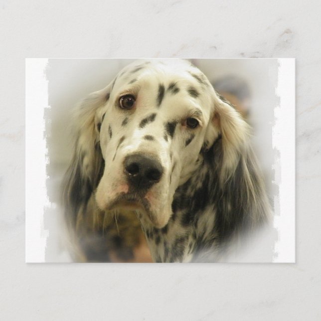 English Setter Postcard (Front)