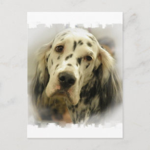 English Setter Postcard