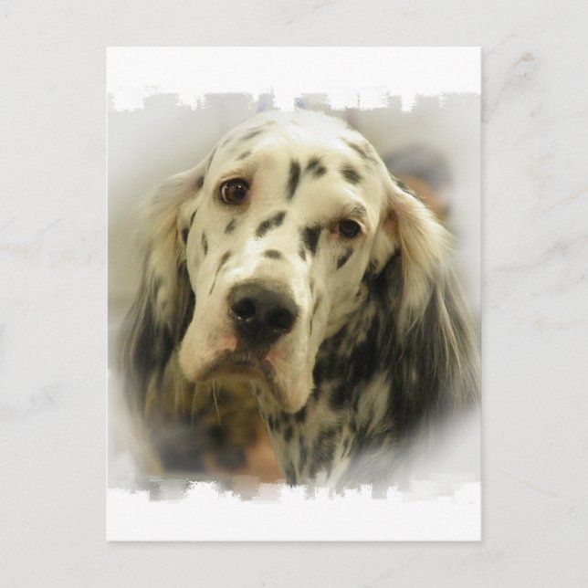 English Setter Postcard (Front)
