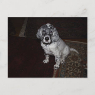English Setter Postcard