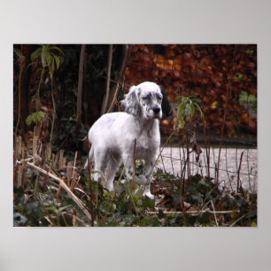 English setter pup poster