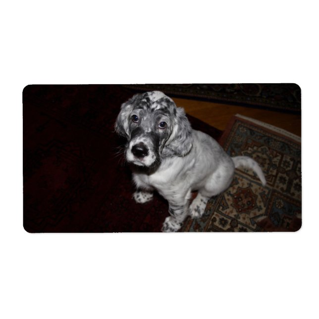 English Setter Puppy (Front)