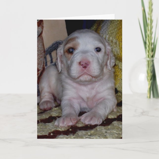 English Setter Puppy Card (Front)