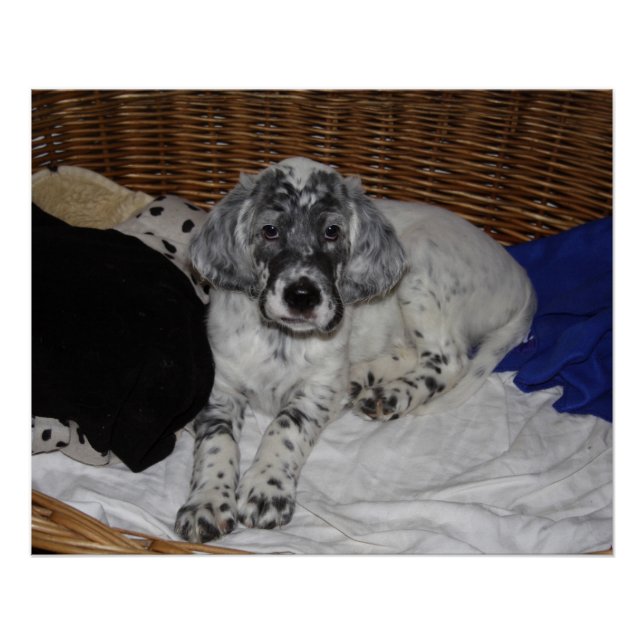 English Setter Puppy Poster (Front)