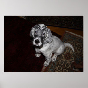 English Setter Puppy Poster