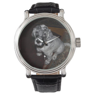English Setter Puppy Watch