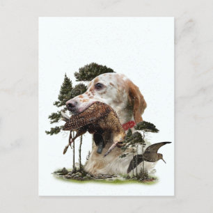 English Setter , woodcock hunting  Holiday Postcard