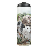 English Setters
