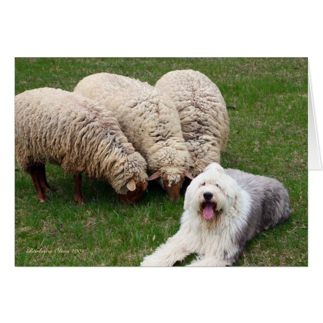English Sheep Dog (Front Horizontal)