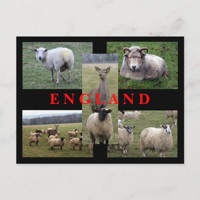 English Sheep Scenes Postcard (Front)
