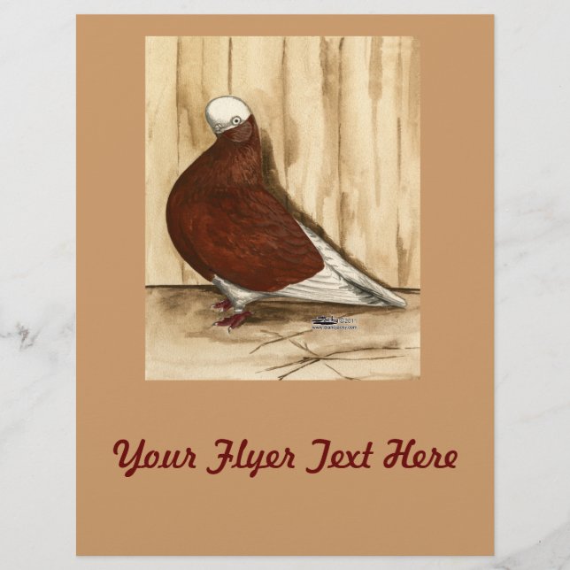 English Shortfaced Bald Pigeon (Front)