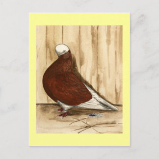 English Shortfaced Bald Pigeon Postcard