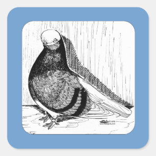 English Shortfaced Pigeon Bald 1978 Square Sticker