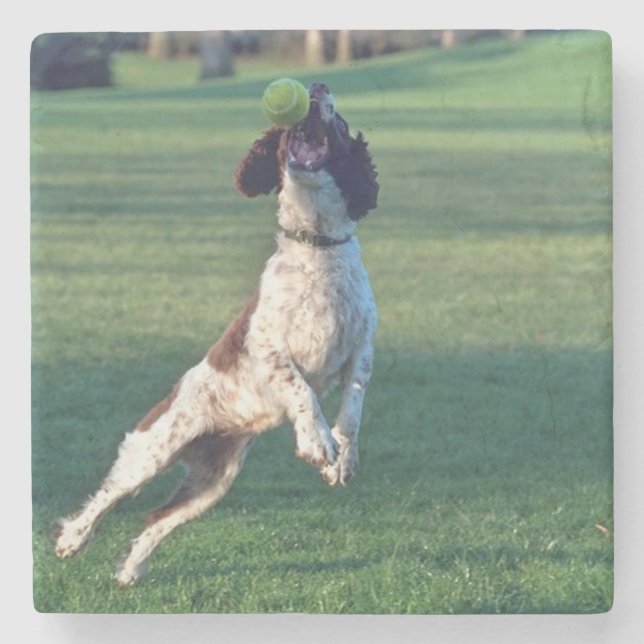 english springer catching ball.png stone coaster (Front)
