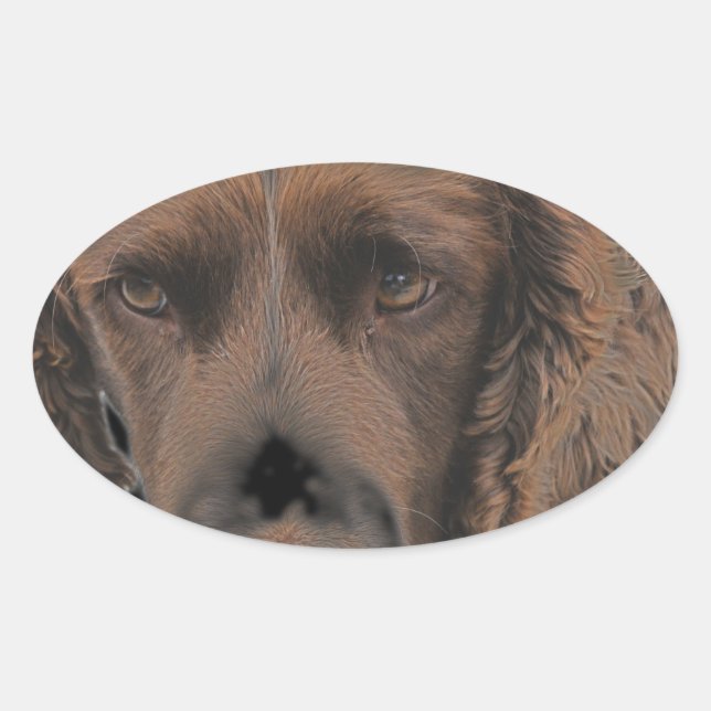 English Springer Dogs Oval Sticker (Front)