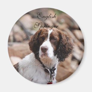 English Springer Magnet
