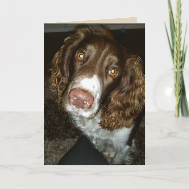 English springer spaniel birthday card (Front)