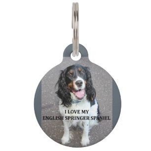 english springer spaniel black white tan love with pet tag