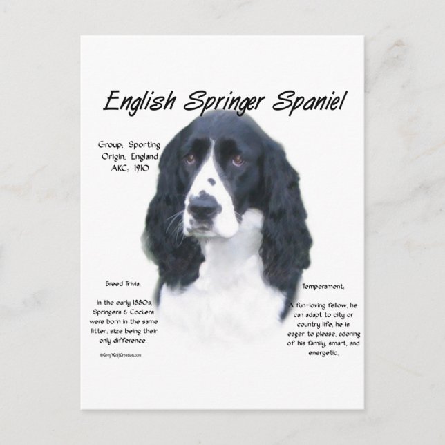 English Springer Spaniel (blk) History Design Postcard (Front)