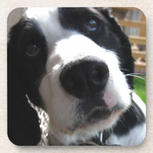 English Springer Spaniel Coaster
