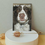 English Springer Spaniel Dog Funny Birthday Card<br><div class="desc">This popular birthday card for all that features the photo image of a loveable,  brown and white English Springer Spaniel dog with a sensitive nose for birthday cake. Select your card finish style.</div>
