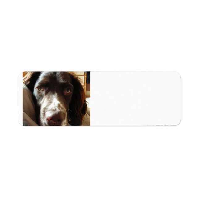 english springer spaniel liver.png (Front)