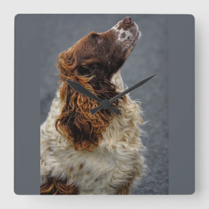 English Springer Spaniel Liver & White Looking Up Square Wall Clock