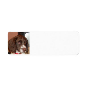 English_Springer_Spaniel lw puppy