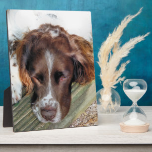 ENGLISH SPRINGER SPANIEL PLAQUE