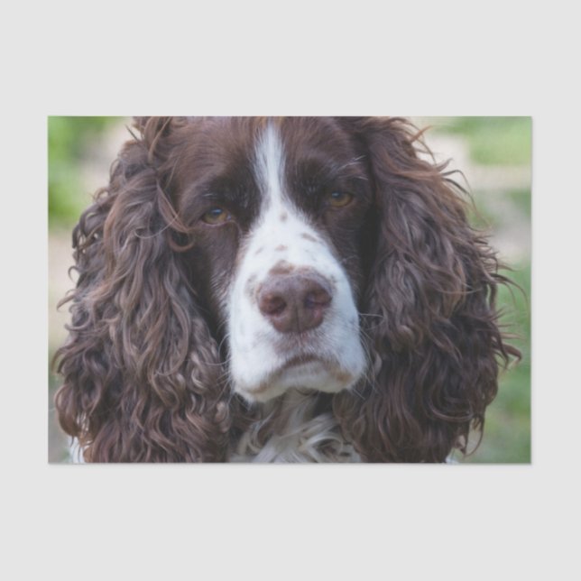 english springer spaniel.png tissue paper (Front)
