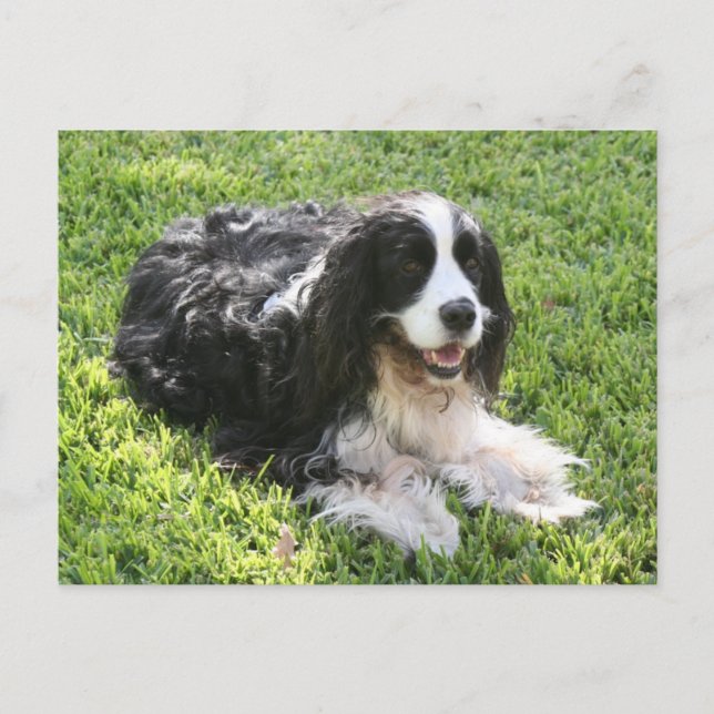 English Springer Spaniel -- Postcard (Front)