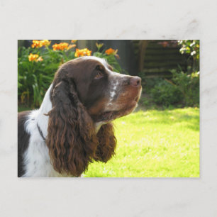 English Springer Spaniel Postcard