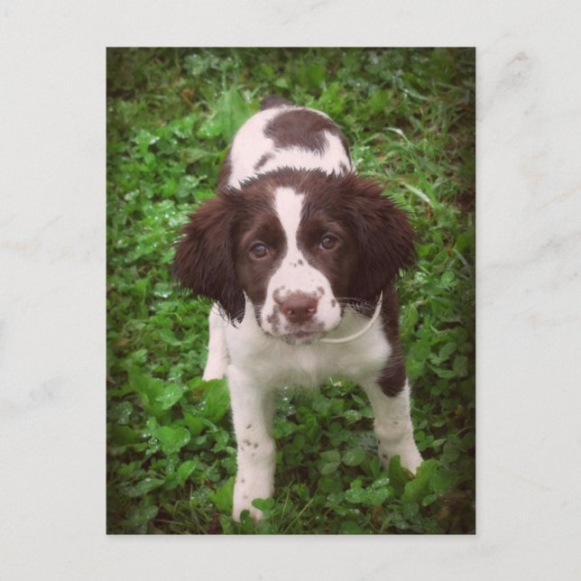 English Springer Spaniel Puppy Card (Front)