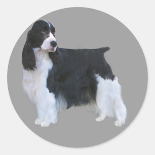 English Springer Spaniel Sticker