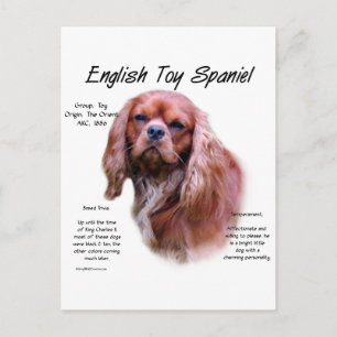 English Toy Spaniel (ruby) History Design Postcard
